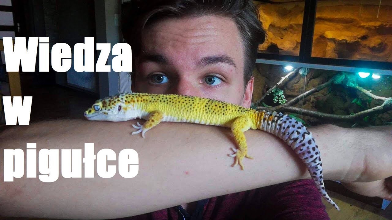 Gekon lamparci - wszystko co musisz wiedzieć