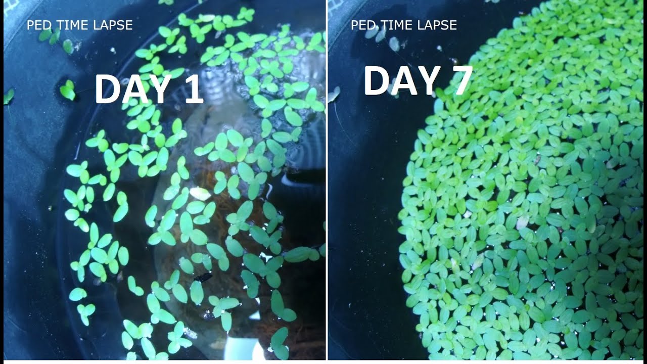 duckweed growth time lapse แหน