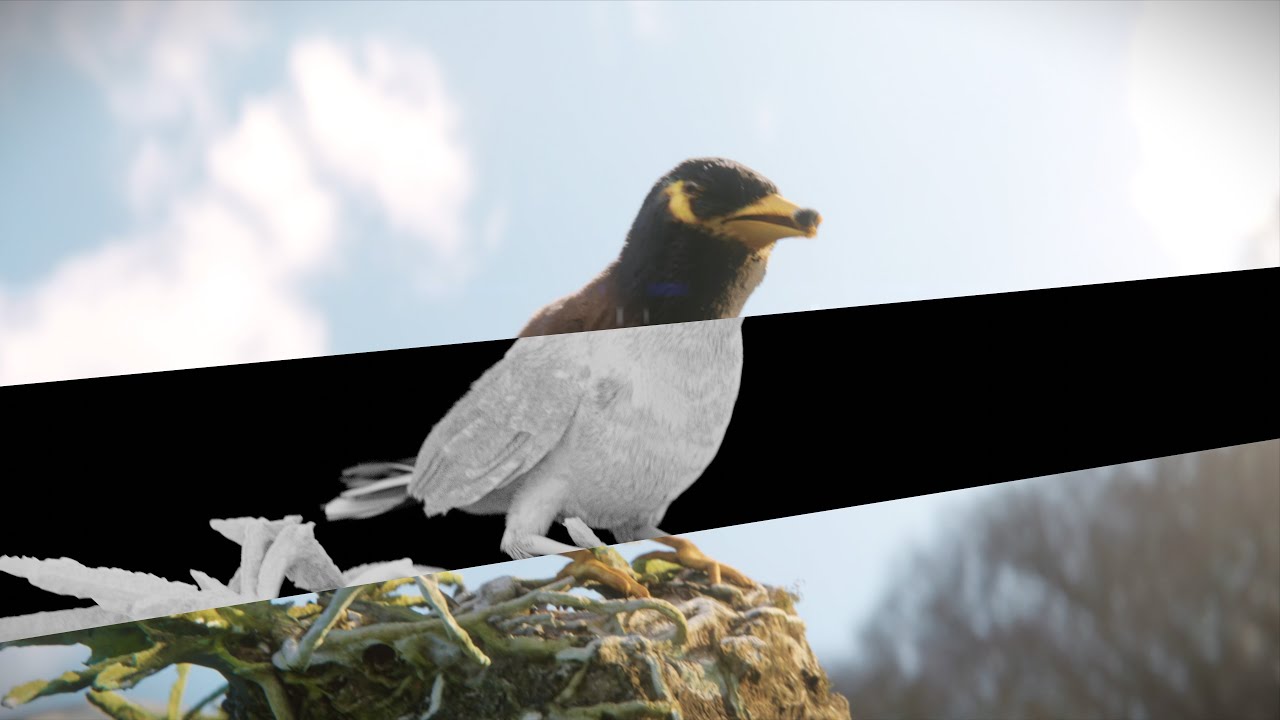 Bird animation in blender