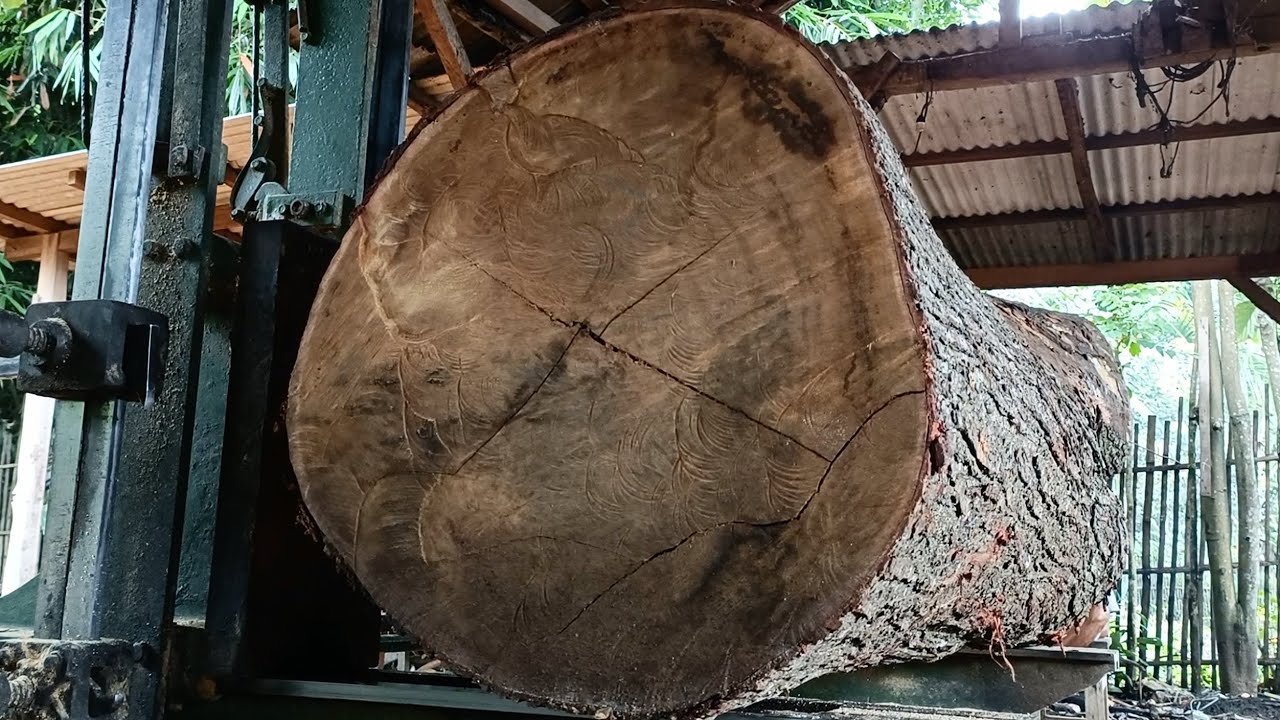One of the most beautiful logs with the densest grain in the sawmill