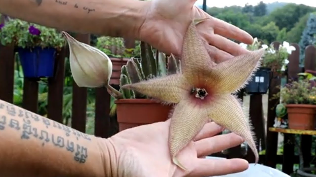 Stapelia gigantea, le stelle del giardino brillano anche di giorno.
