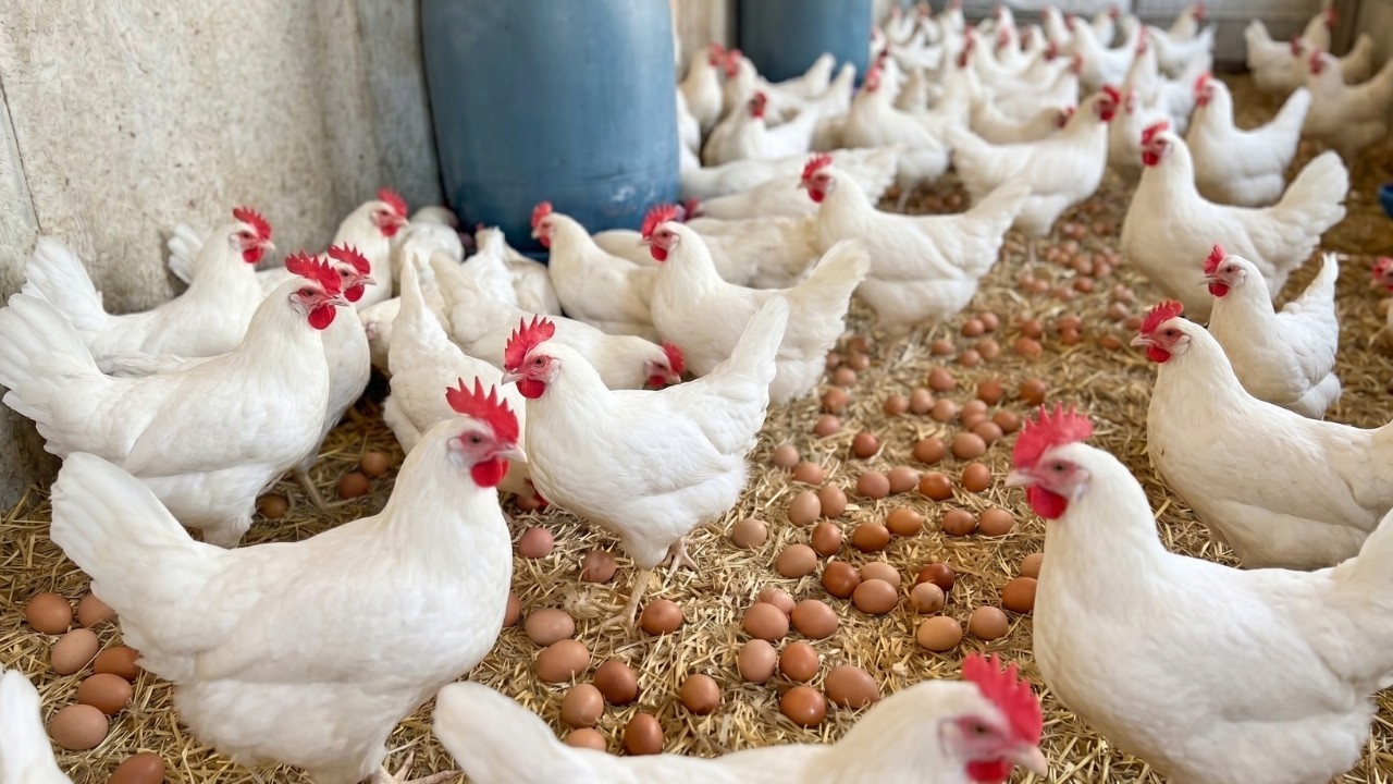 Fresh Egg Harvest in Backyard Chicken Farm | Satisfying Collection.