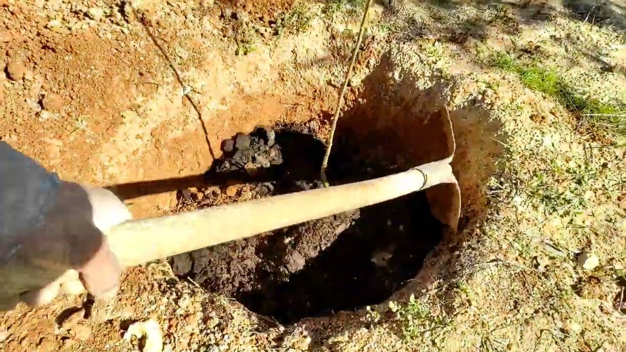 زراعه شتول المحلب عارية الجذور  في فصل الشتاء بطريقه سهله ومضمونه وناجحه