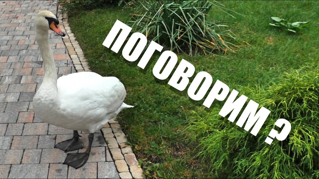 КАК РАЗГОВАРИВАЮТ БЕЛЫЕ ЛЕБЕДИ