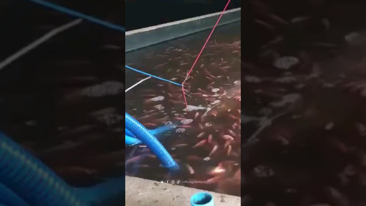 Aplikasi Microbubble Generator Di Tambak Ikan Nila #budidayaikannila #kolamikannila #tilapia