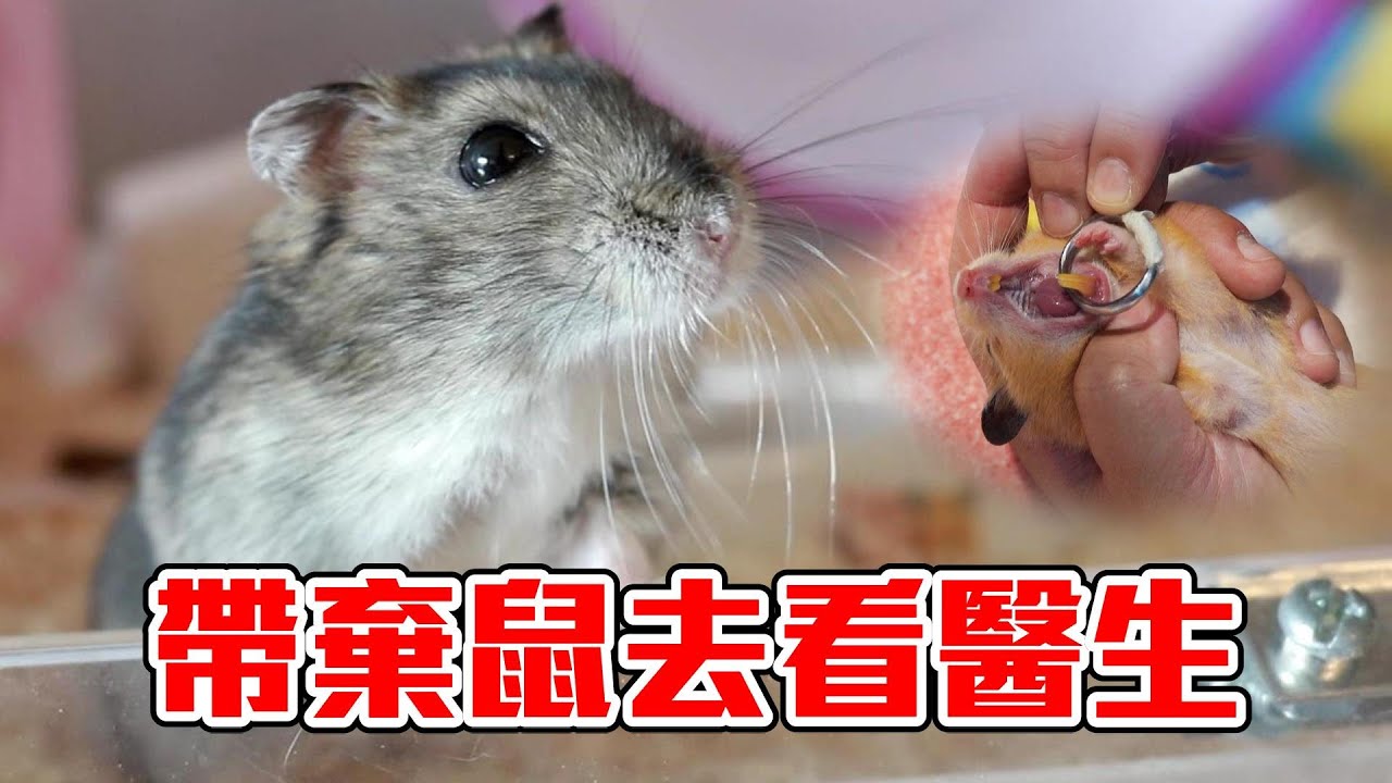 【維鼠日記】帶棄鼠去看醫生，檢查結果超意外!【維特】#92