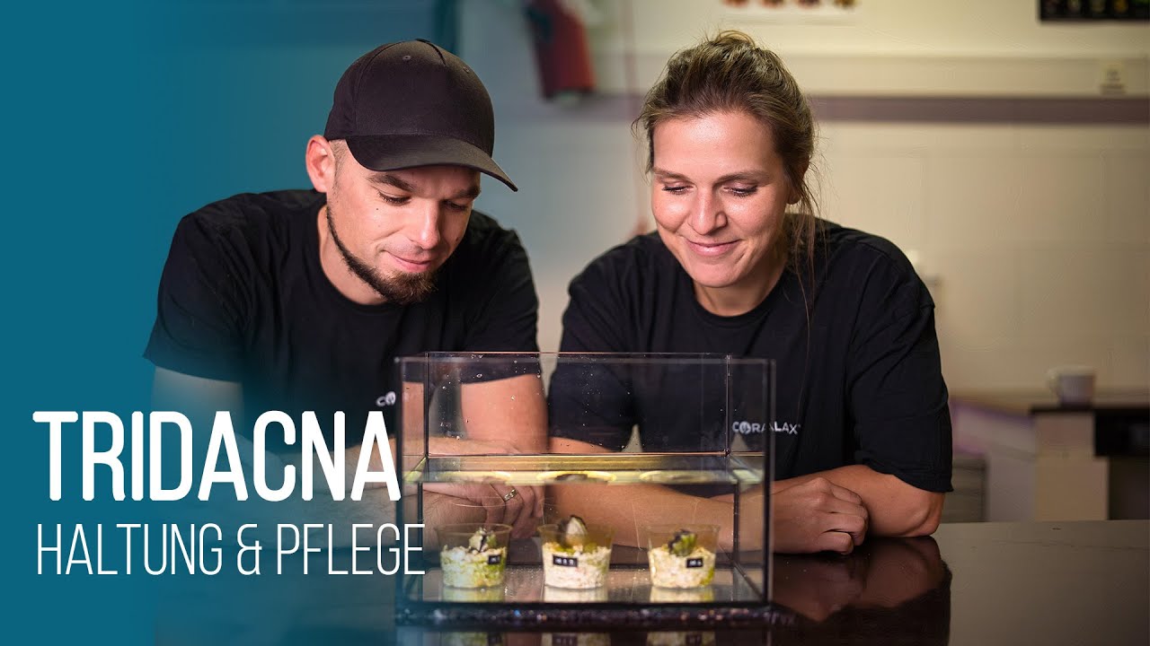 Tridacna-Muscheln | Haltung & Pflege im Aquarium | Coralaxy