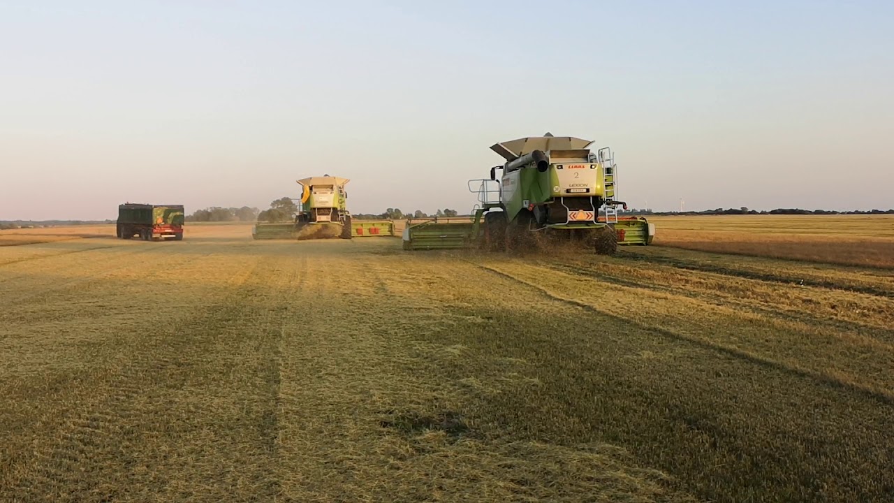 Żniwa 2019 wiechlina-Ustka/AGRODAN