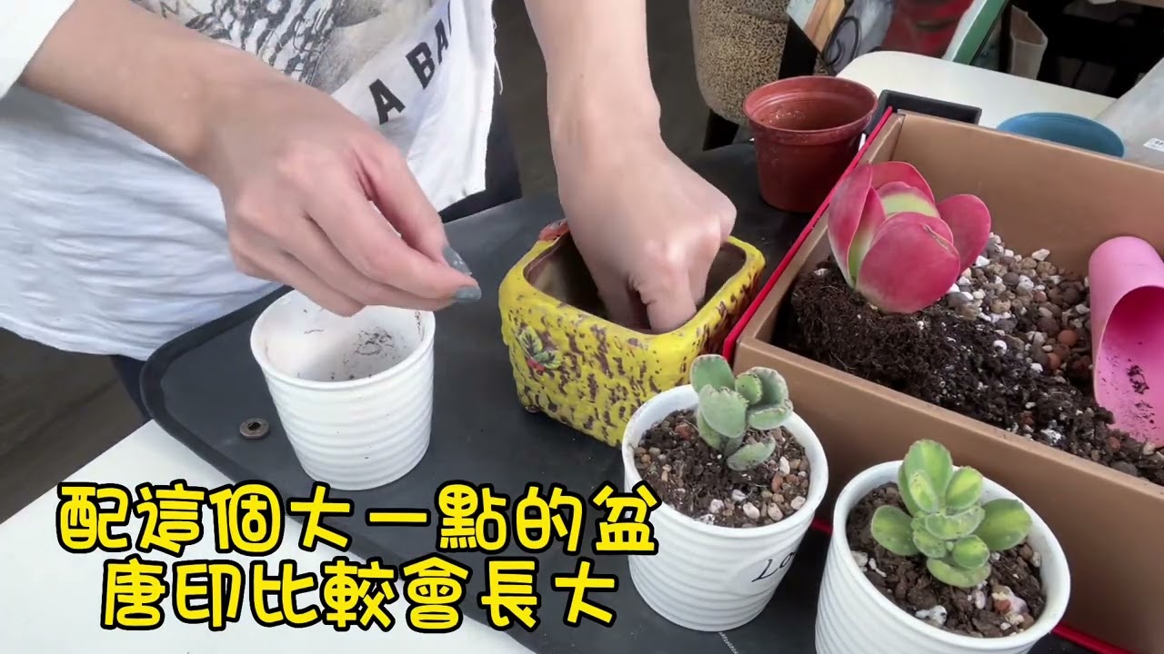 唐印、熊童子（多肉換盆配土🪴）