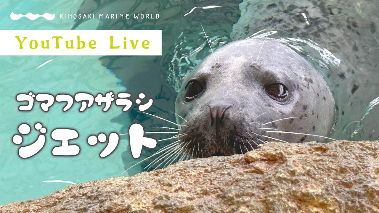 【LIVE】ジェット誕生日記念！ゴマフアザラシ（城崎マリンワールド）