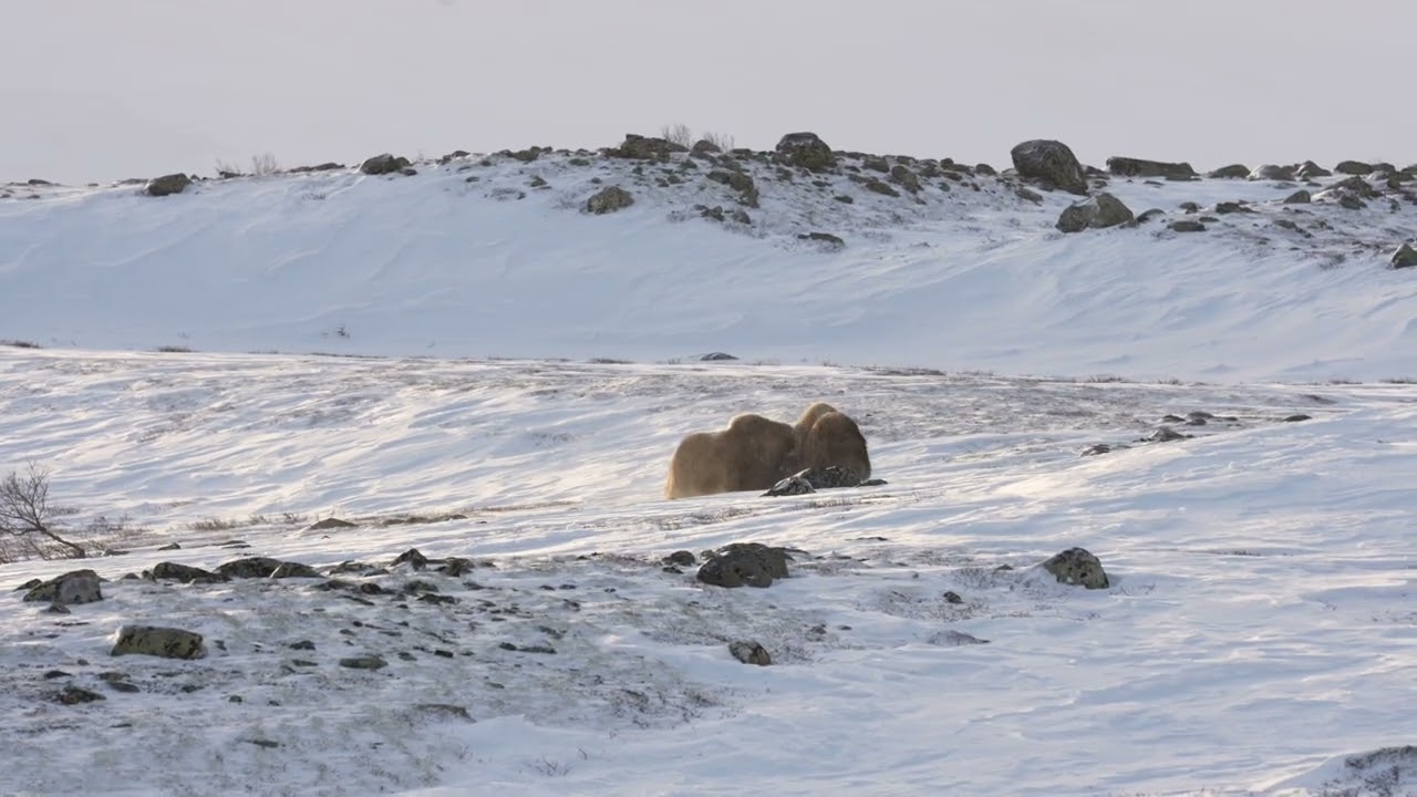 Moskus dovre 2025