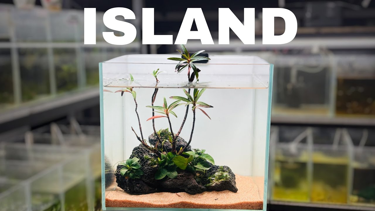 LOW TECH PLANTED AQUARIUM - No CO2 TANK #aquascapelowtech #lowtechplants #malayalam#plantedaquarium