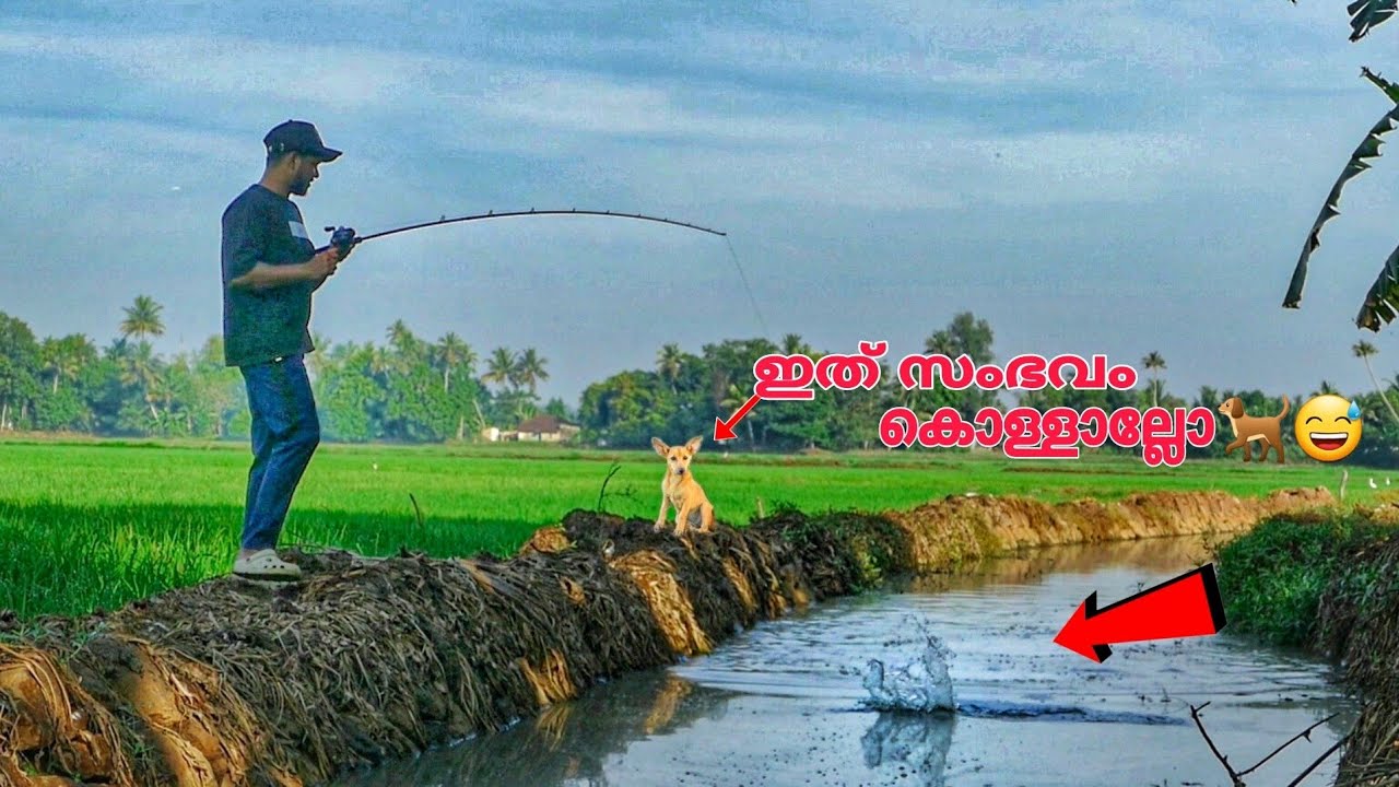 പട്ടിക്കുഞ്ഞുവരെ  ചൂണ്ടയിടാൻ കൂടെ കൂടി 😅#kerala #fishing#dog