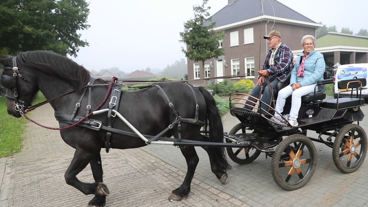 Belgische werkende trekpaarden