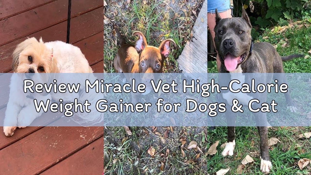 Review Miracle Vet High-Calorie Weight Gainer for Dogs & Cats - Multivitamin Nutritional Supplement