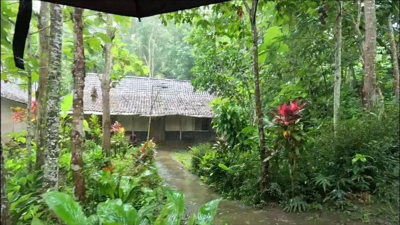 Hujan di Pagi hari di Dataran Tinggi Samigaluh | Desa Garbosari - Samigaluh