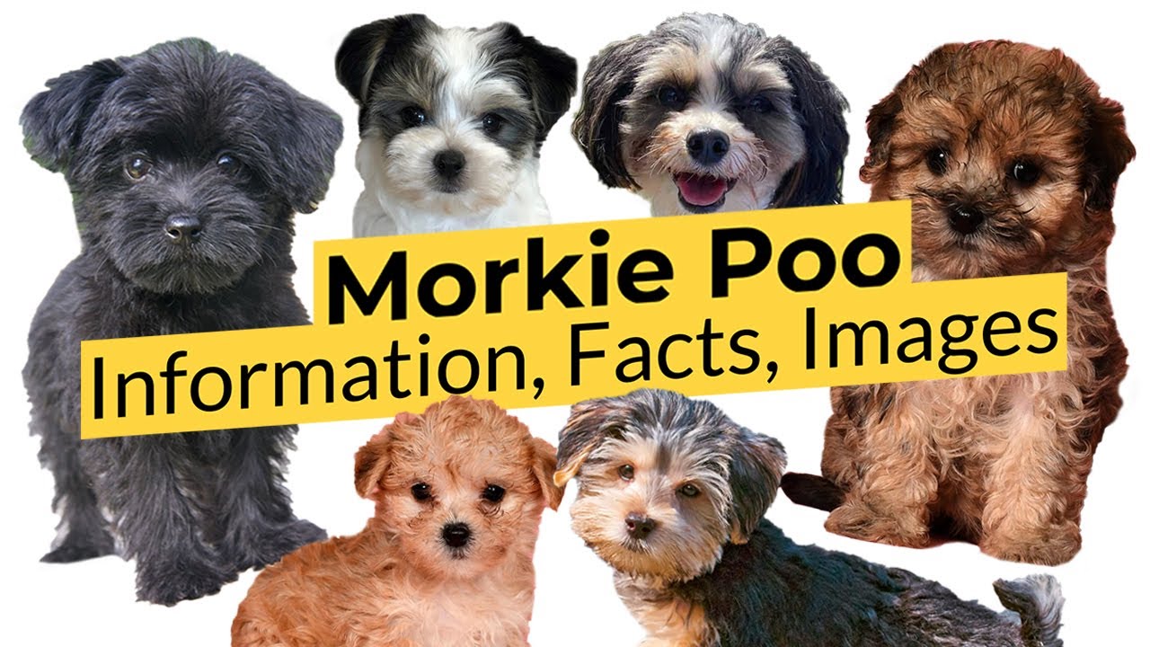 Руководство по породе Morkie Poo: информация 🐶 факты 🐶 изображения 🐶 🔴2022🔴