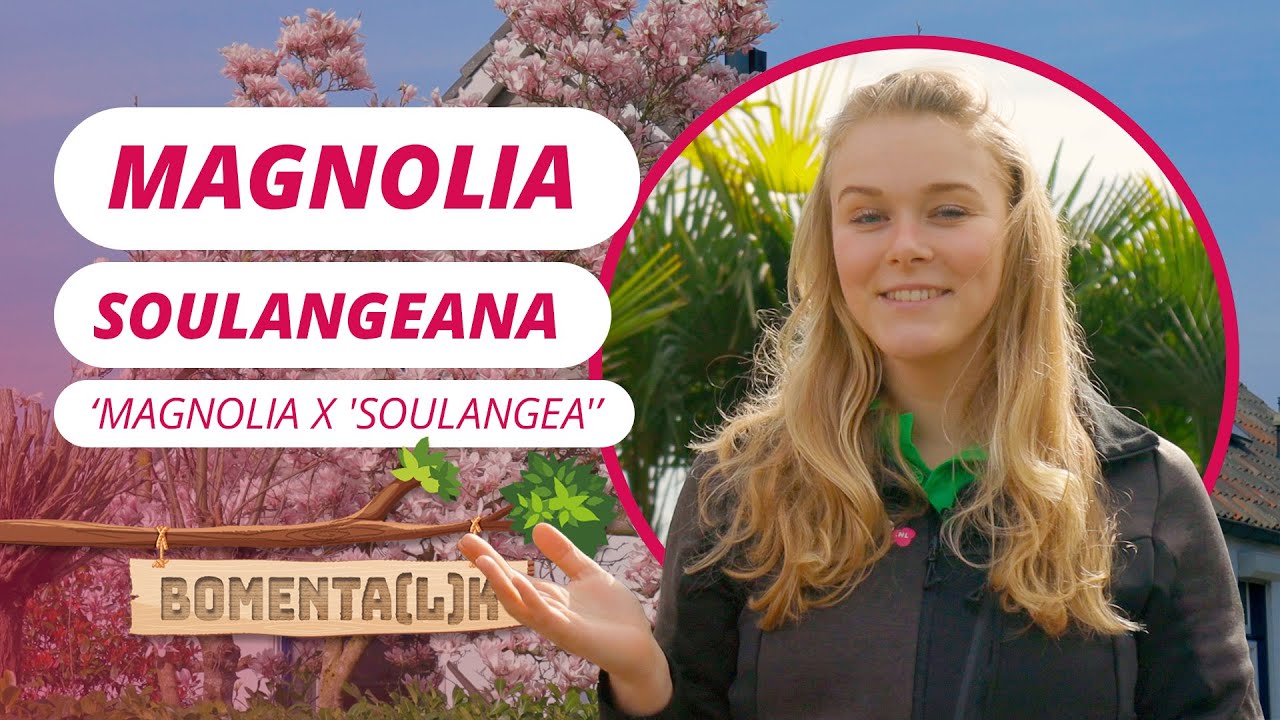 De magnolia soulangeana | BOMENTA(L)K #104
