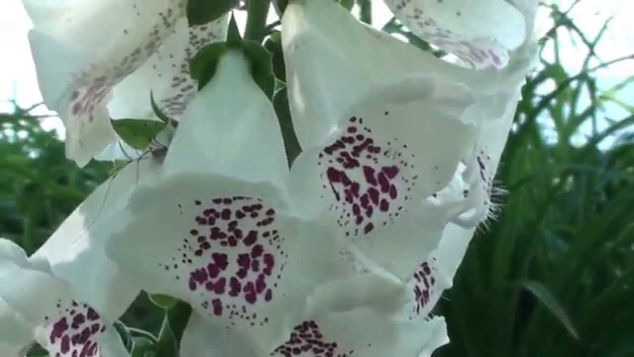 Narrated Tour - May 2014 Cottage Garden