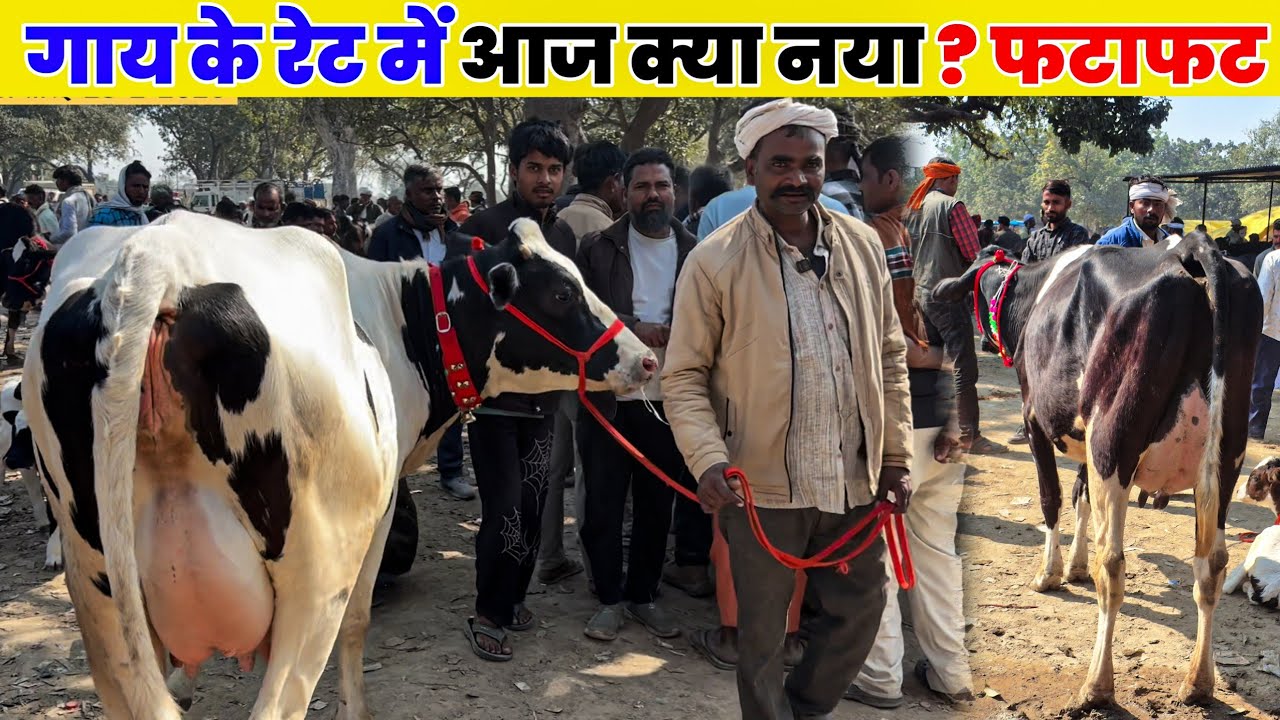 सौरई पशु मंडी से आज के ताज़ा रेट और नई अपडेट लेकर हाज़िर हैं |Saurai Pashu Mandi 2026 Kaushambi UP
