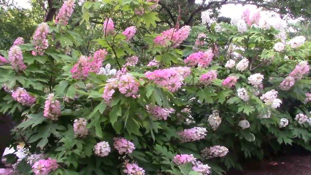 Norfolk Botanical Garden