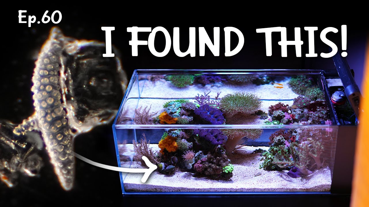 Understanding why a coral is dying | Ep.60