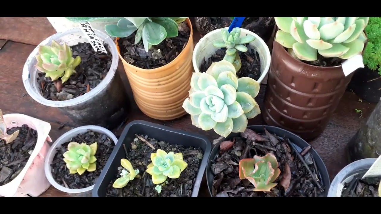 Agora assim está  bem recuperadas pós mudança.@RoseTv24original 🌹🌵