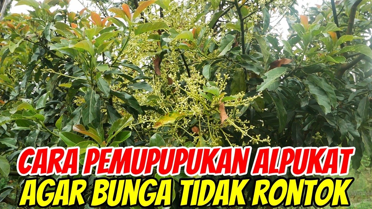 Cara Pemupukan Alpukat Agar Berbuah Lebat Saat BERBUNGA Dengan MKP & KNO3
