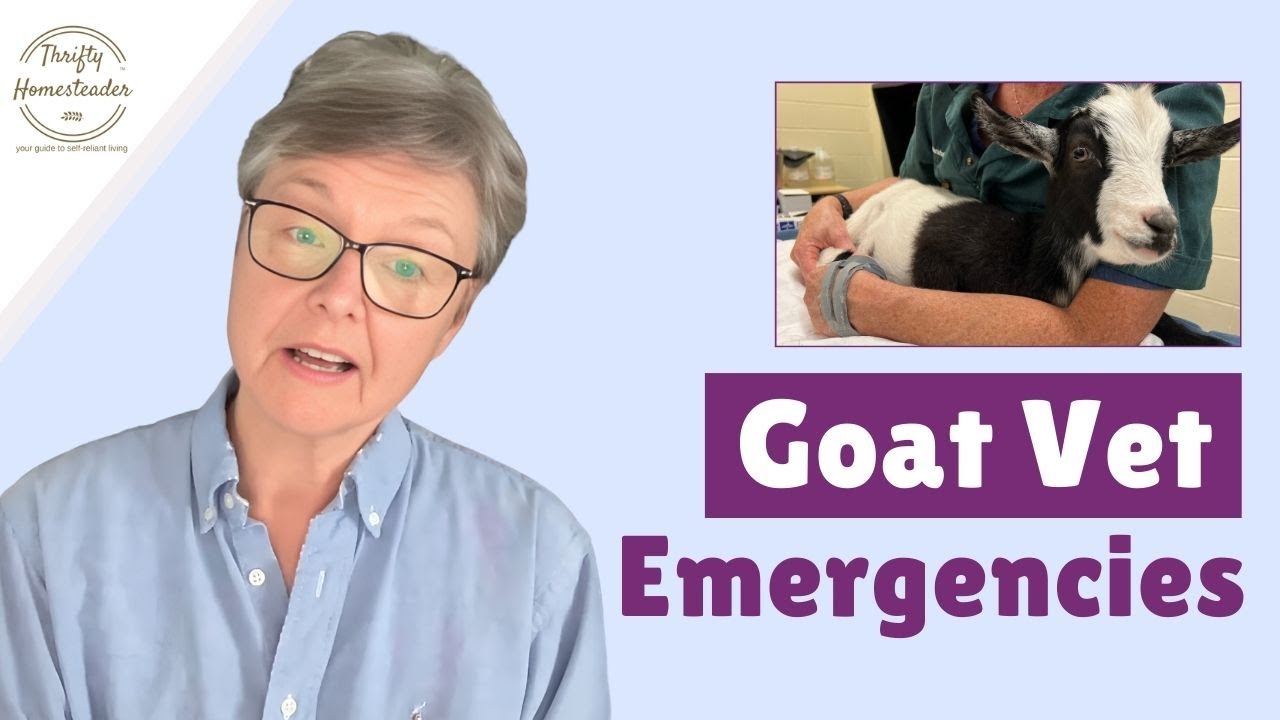 When to Call the Vet (Emergency Goat Care)