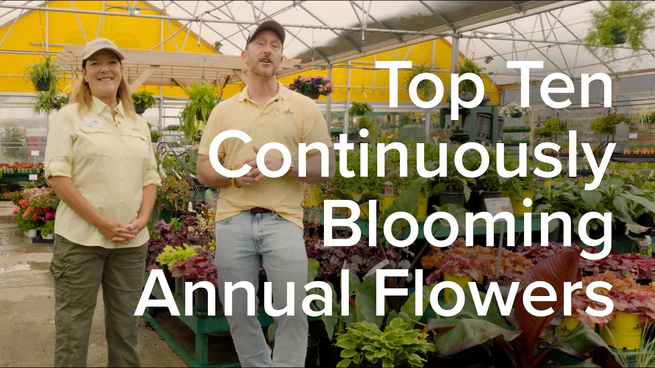 Top Ten Continuously Blooming Annual Flowers Specifically For North Texas - Let's Grow Together