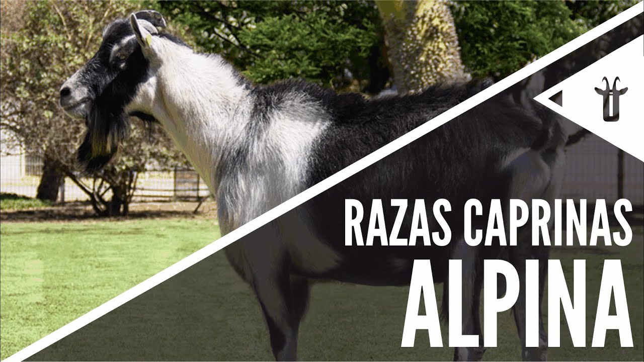 Alpina | Razas caprinas