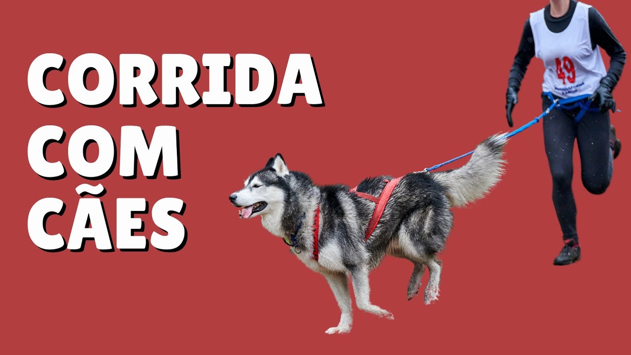 Conheça o Canicross | Corrida com Cães