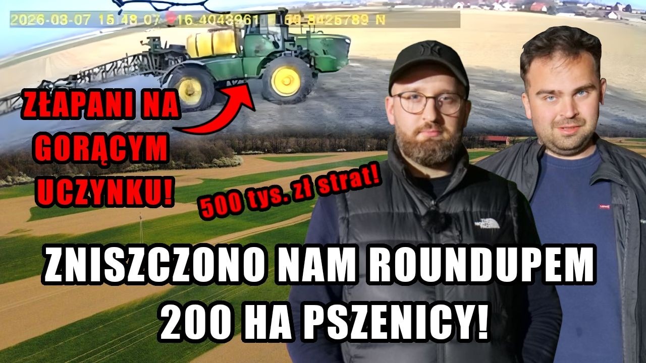 Wypalili im roundupem ponad 200 ha pszenicy powodując 500 tys. złotych strat! Dlaczego to zrobili?