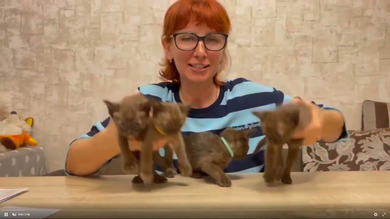 Котята питомника кошек БАГСИ