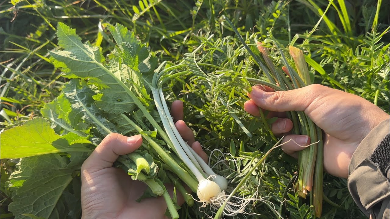 野草採り　雑草で作るキムチやナムルが旨すぎた　ギシギシ、ノゲシ、ヨモギ、カラスノエンドウ、ノビル、カラシナ、アブラナ…道草で韓国料理尽くし