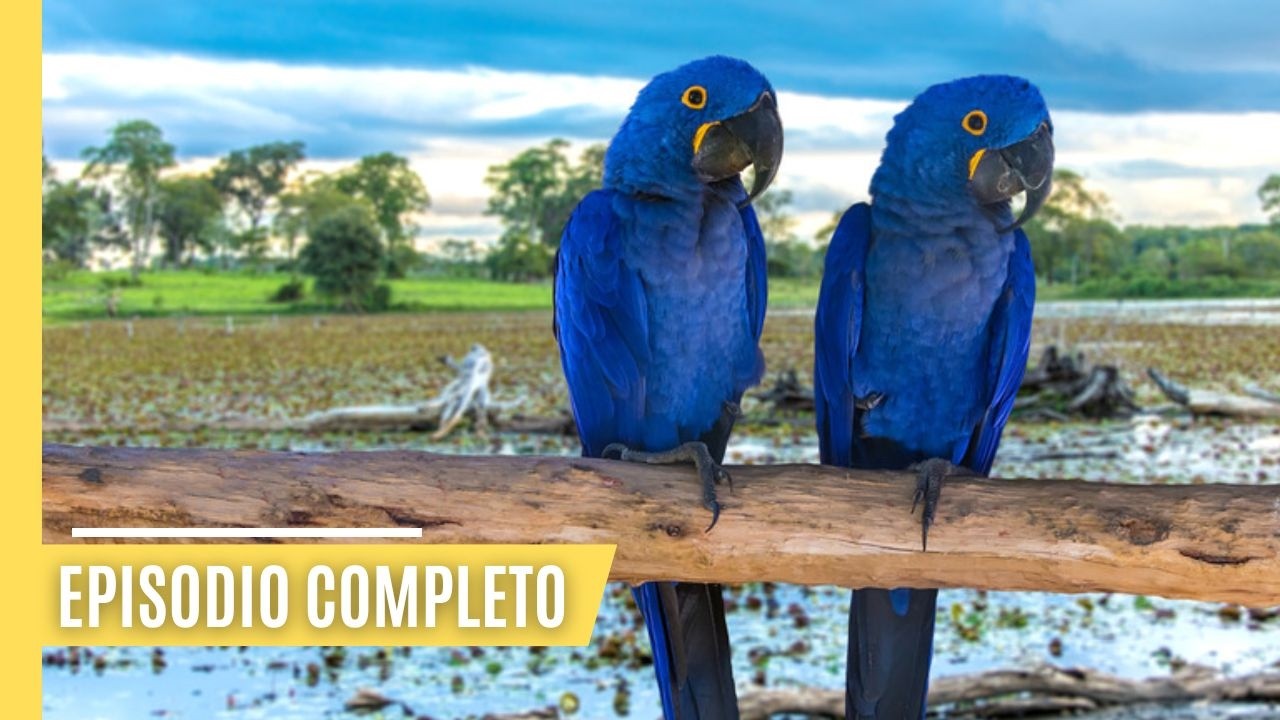 Maravillas de la Fauna del Pantanal: Jaguares, Capibaras y mucho m&aacute;s | Episodio Completo