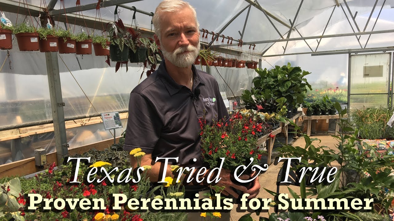 TX Tried & True Perennials for Summer 🌼 Best Full Sun & Shade Plants (Part 1)