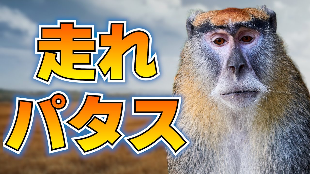 最速のパタスモンキー、あっけなく捕まる