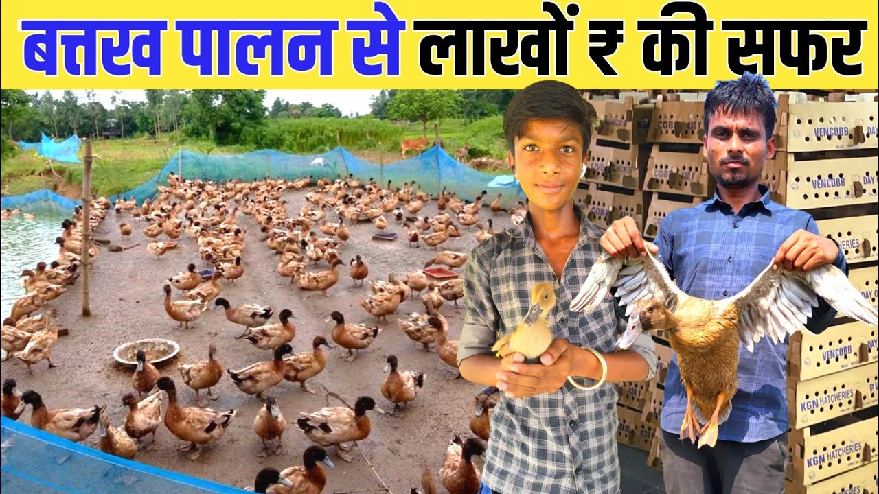 बत्तख पालन से लाखों ₹ की कमाई कर रहें है समस्तीपुर के युवा | Duck Farming In India