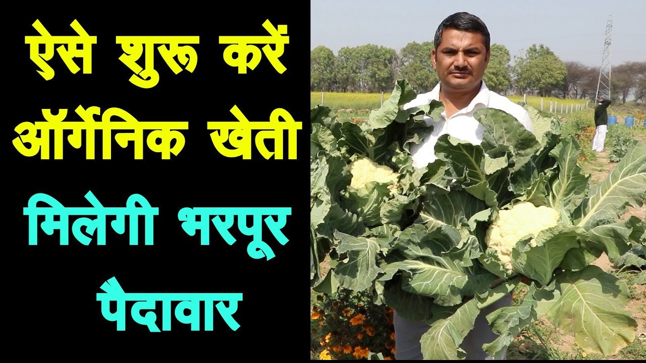 You will grow plenty of vegetables, this is how to start organic farming, Organic Vegetables expert's suggestions