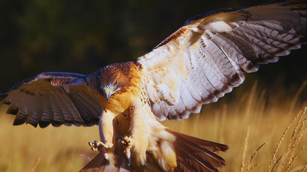 10 Curious Facts You Didnt Know Red Tailed Hawk!