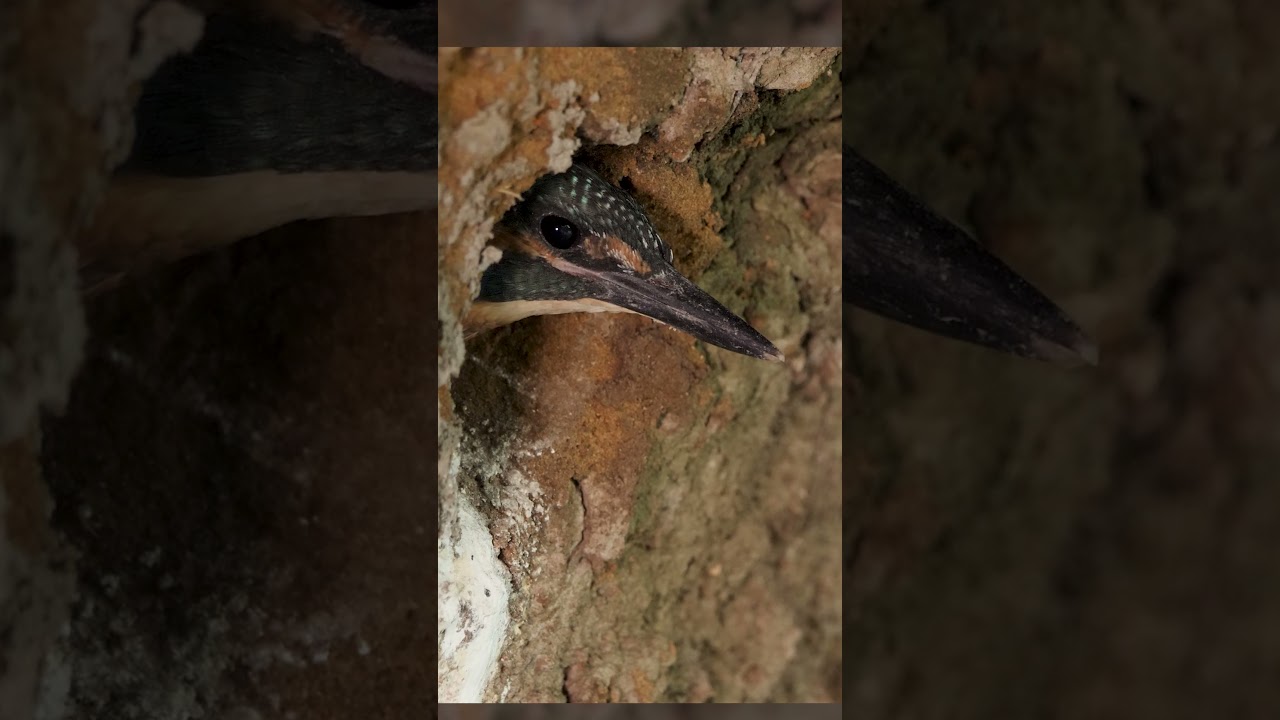 Kingfisher chick makes 1st flight after dad gives demo #kingfisher #robertefuller #discoverwildlife