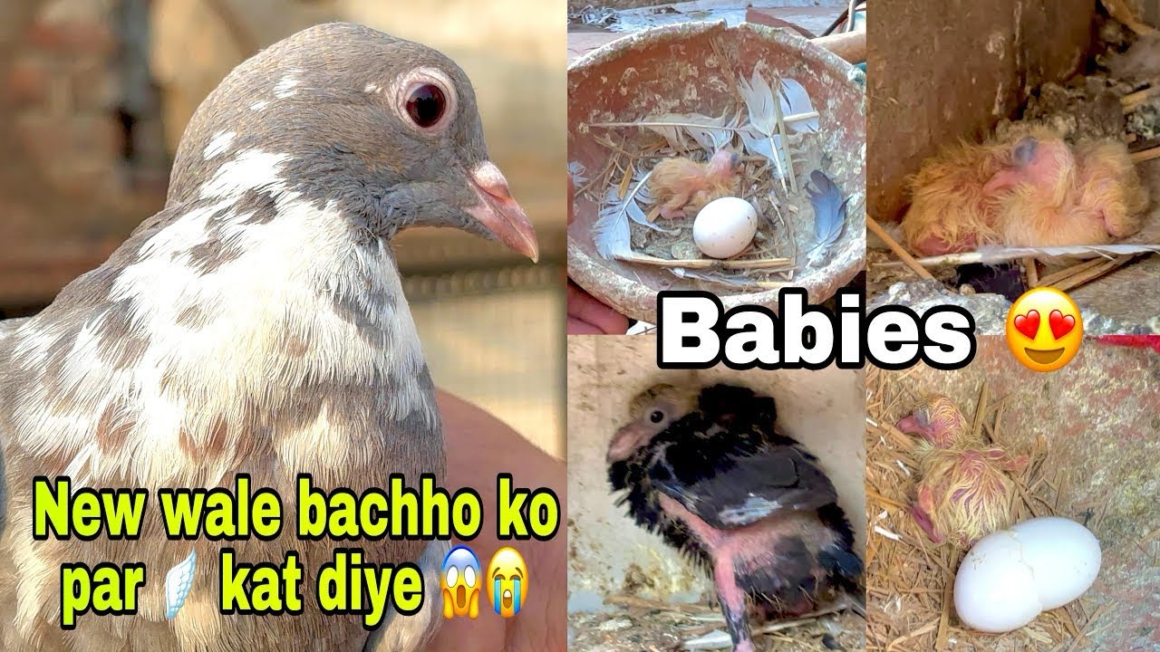 February Ke Session Ka Breeding Progress 😍🕊️