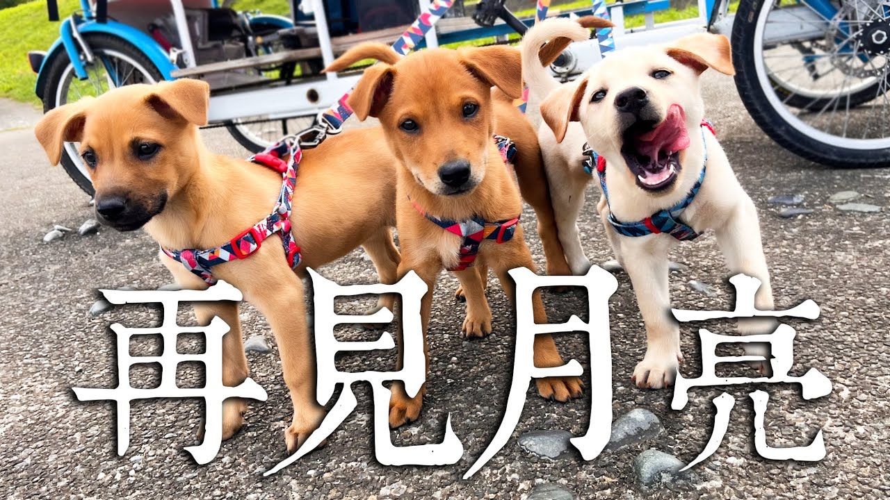 浪浪環島EP.9 | 再見月亮！三兄弟離別