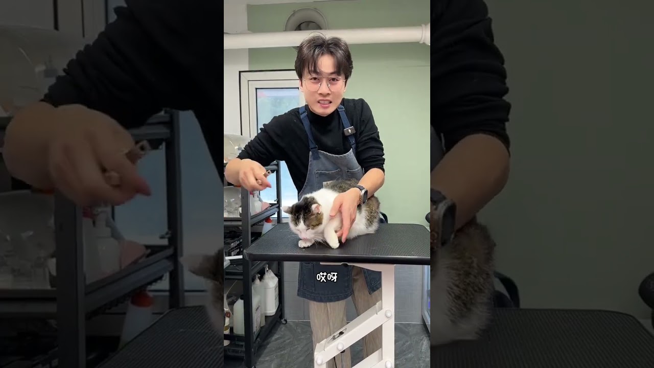 Lihua Game: Strong & Adorable Showdown! StrongestCat CuteFish