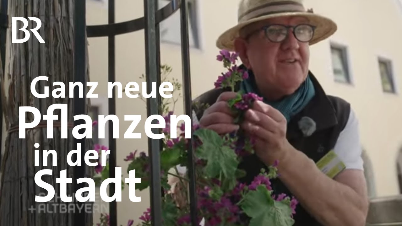 Fluch oder Segen? Exotische Wildpflanzen breiten sich aus | Klimawandel | Schwaben + Altbayern | BR