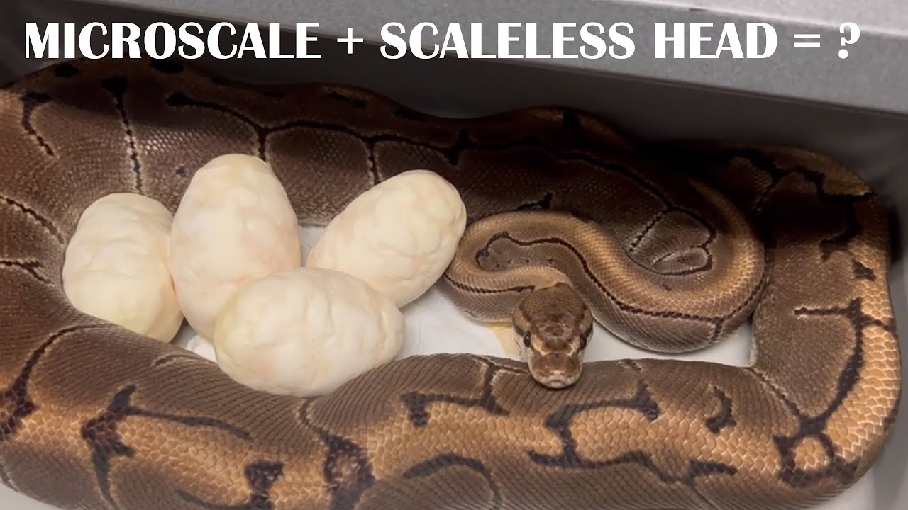SCALELESS BALL PYTHON EXPERIMENT: EGGS ON GROUND!