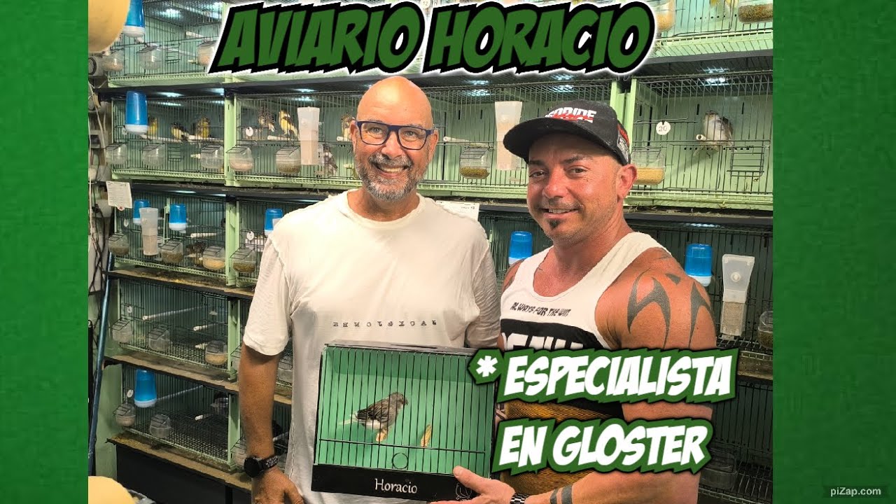 AVIARIO HORACIO ESPECIALISTA EN GLOSTERS
