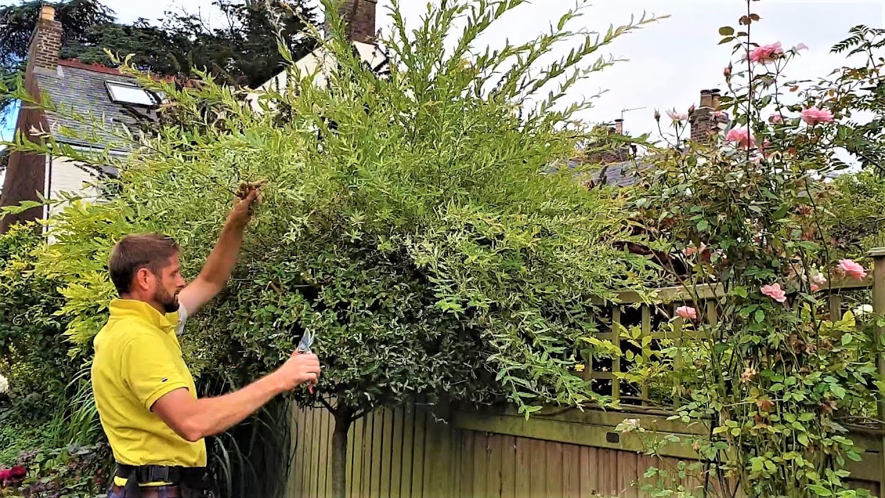 Flamingo Willow Trimming By Hand