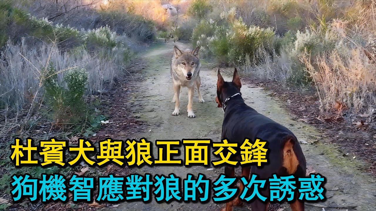 杜賓犬與狼正面交鋒，狗機智應對狼的多次誘惑！牧羊犬的強勢出擊，憑借數量與體型優勢，將狼瞬間撲倒！犬王生命進入倒計時，任何治療已無法挽回！